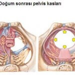 doğum sonrası pelvik kasları